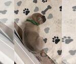 Small #4 Cane Corso