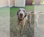 Small Weimaraner