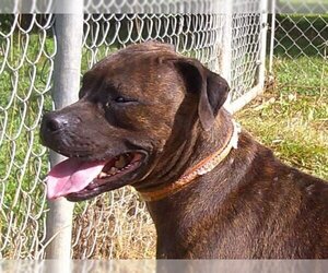 Boxer-Pug Mix Dogs for adoption in Osgood, IN, USA