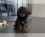 Small #9 Goldendoodle (Miniature)