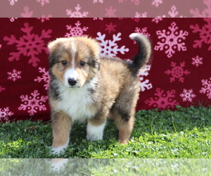Bernese Mountain Dog-Collie Mix Puppy for sale in SHILOH, OH, USA