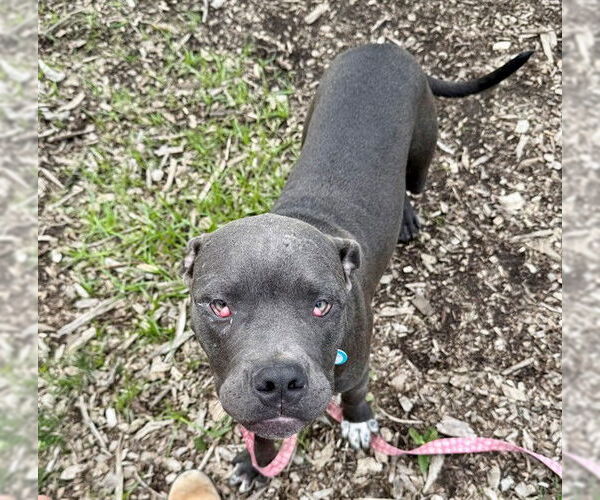 Medium Photo #1 American Pit Bull Terrier Puppy For Sale in Waterford, VA, USA