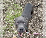Small American Pit Bull Terrier