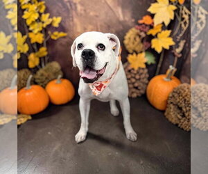 Boxer Dogs for adoption in Burnsville, MN, USA