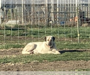 Mother of the Anatolian Shepherd puppies born on 10/11/2025