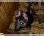 Small Photo #1 German Shepherd Dog Puppy For Sale in JACKSONVILLE, FL, USA