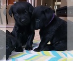 Small Photo #130 Labrador Retriever Puppy For Sale in OLYMPIA, WA, USA
