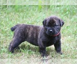Puppy Angel Boerboel