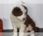 Puppy 4 Australian Shepherd