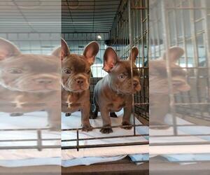 French Bulldog Puppy for sale in ELK GROVE, CA, USA