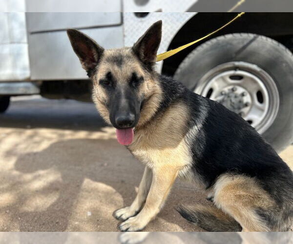 Medium Photo #1 German Shepherd Dog Puppy For Sale in HESPERIA, CA, USA