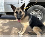Small German Shepherd Dog