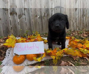 Labrador Retriever-Unknown Mix Dogs for adoption in Duluth, MN, USA