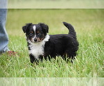 Small #4 Miniature Australian Shepherd