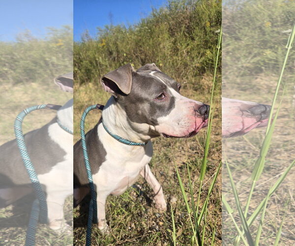 Medium Photo #4 American Staffordshire Terrier-Unknown Mix Puppy For Sale in Jackson, MS, USA