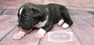 Boxer Puppy for sale in WOODLEAF, NC, USA