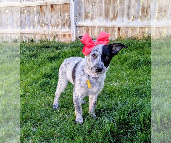 Medium Photo #3 Collie-Unknown Mix Puppy For Sale in Sandy, UT, USA