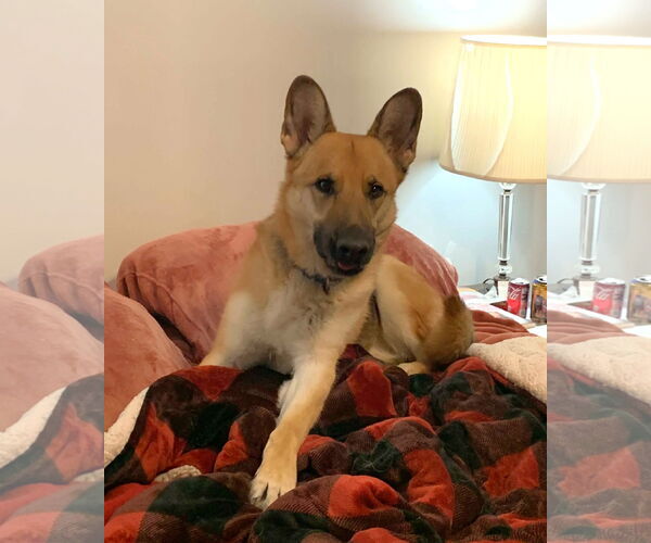 Medium Photo #2 German Shepherd Dog Puppy For Sale in Gretna, NE, USA