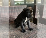 Small Photo #4 Cane Corso Puppy For Sale in KINGS MOUNTAIN, NC, USA