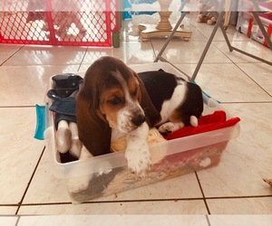 Basset Hound Puppy for sale in MIAMI, FL, USA