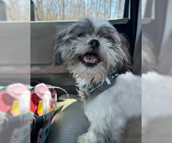 Medium Photo #3 Shih Tzu Puppy For Sale in Arlington, VA, USA