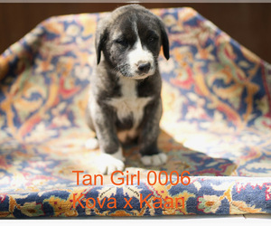 Medium Anatolian Shepherd