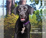 Small #5 Labrador Retriever Mix