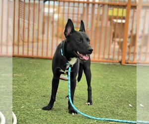 Siberian Husky-Unknown Mix Dogs for adoption in Las Vegas, NV, USA