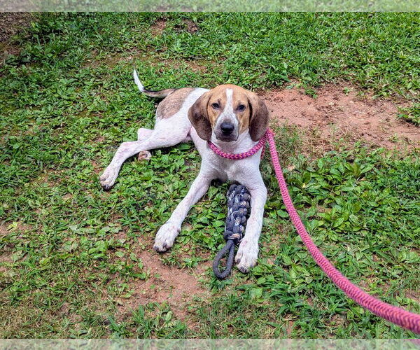 Medium Photo #3 Mutt Puppy For Sale in McCormick, SC, USA