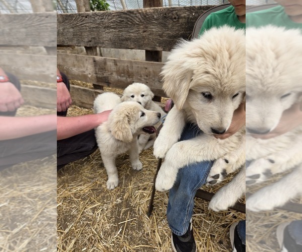 Medium Photo #3 Maremma Sheepdog Puppy For Sale in ROCHELLE, IL, USA