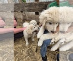 Small #2 Maremma Sheepdog