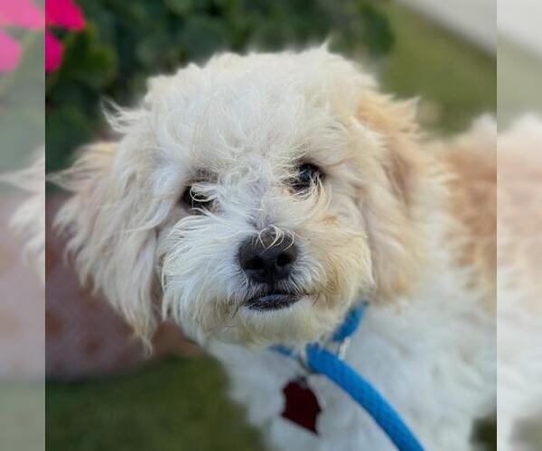 Medium Photo #1 Maltipoo Puppy For Sale in San Diego, CA, USA