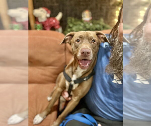 Medium Photo #9 American Pit Bull Terrier-Unknown Mix Puppy For Sale in Brewster, NY, USA