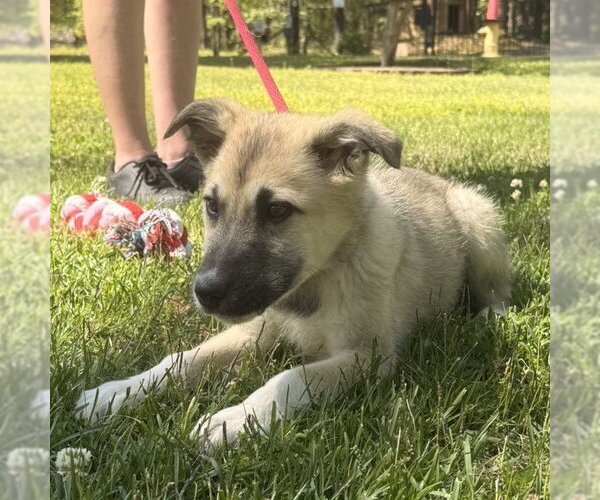 Medium Photo #1 German Shepherd Dog-Great Pyrenees Mix Puppy For Sale in Yardley, PA, USA