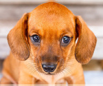 Puppy Charlie Dachshund