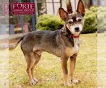 Small #5 American Rat Pinscher