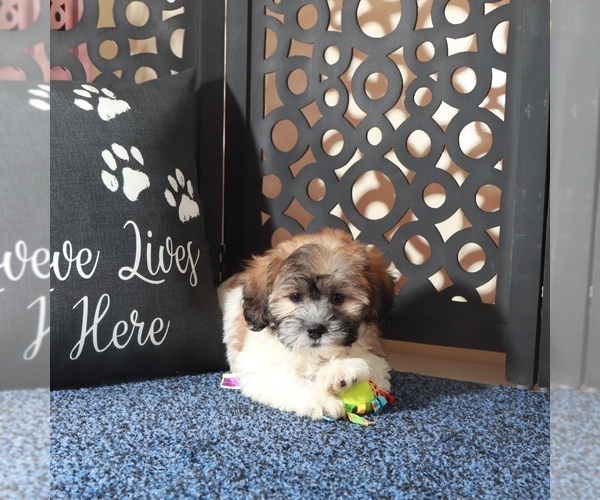 Medium Photo #4 Zuchon Puppy For Sale in MOUNT VERNON, OH, USA