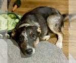 Small #1 Australian Shepherd Mix