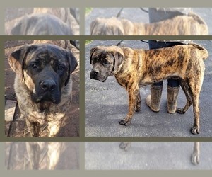 Father of the American Mastiff puppies born on 01/23/2023
