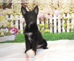 Small Mutt