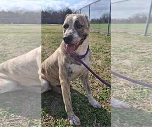 American Pit Bull Terrier-Anatolian Shepherd Mix Dogs for adoption in Rockwall, TX, USA