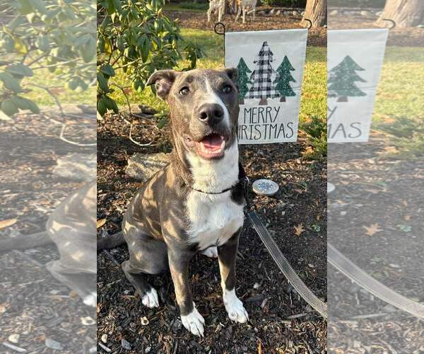 Medium Photo #51 American Pit Bull Terrier-Unknown Mix Puppy For Sale in Rockaway, NJ, USA