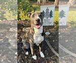 Small #50 American Pit Bull Terrier Mix