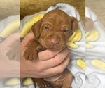 Small Photo #1 Vizsla Puppy For Sale in VERO BEACH, FL, USA