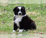 Small Australian Shepherd