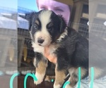 Small Photo #3 Miniature American Shepherd Puppy For Sale in WALLER, TX, USA