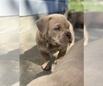 Small Photo #4 American Bully Puppy For Sale in SANTA CRUZ, CA, USA