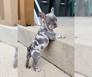 French Bulldog Puppy for sale in FRANKLIN, IN, USA