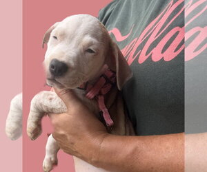 Kittle - Female Mutt Dog for Adoption - Photo #3