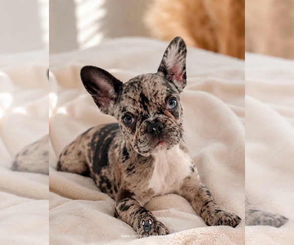 Medium Photo #2 French Bulldog Puppy For Sale in SACRAMENTO, CA, USA